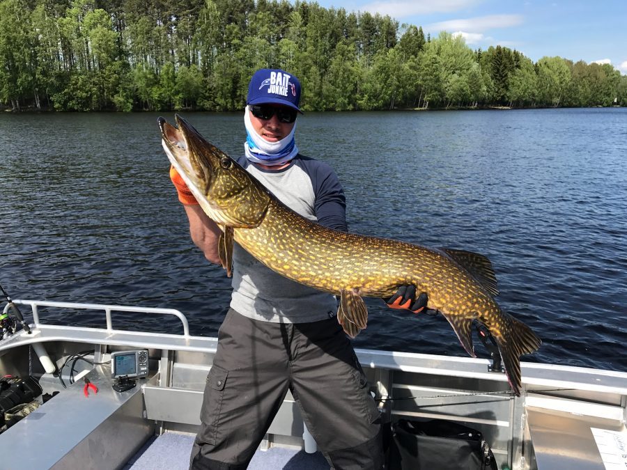 A-sportfishing-guest-from-germany-with-a-nice-pike-catched-in-june-2017-at-Villa-solsidan-2-e1505311092776.jpg